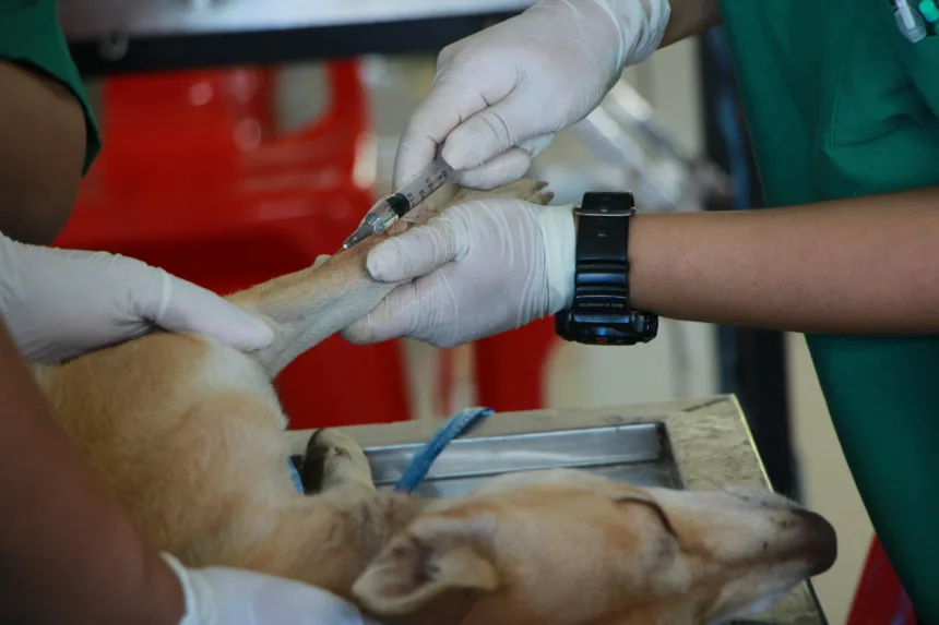 ufpb concurso medicina veterinaria 1